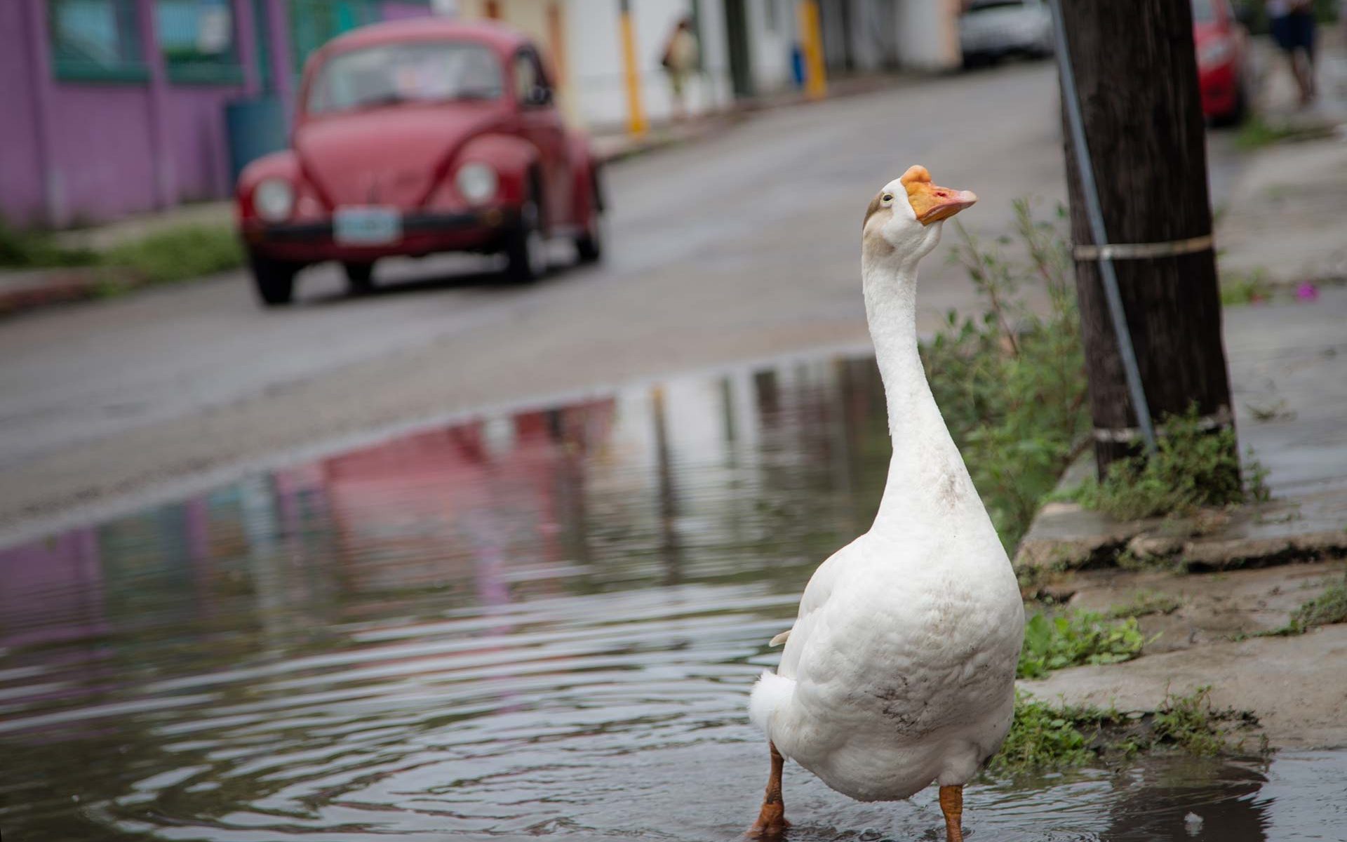street photography duck running away from car