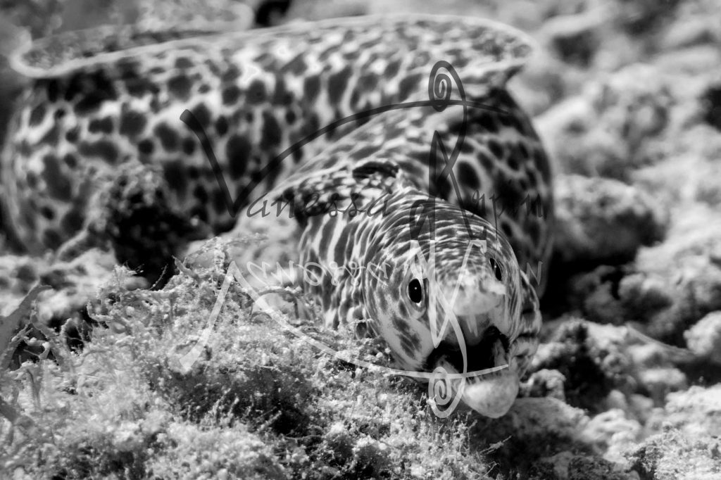 Moray Eel - Underwater - Caribbean