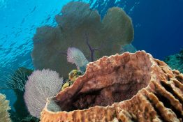 Barrel Sponge - Sea Fans - Underwater - Caribbean