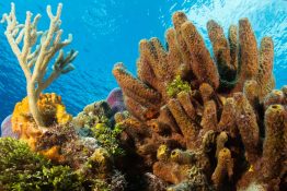 Coral Reef - Sponges - Soft Coral - Reefscape - Underwater - Caribbean