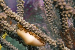 Flamingo Tongue - Coral - Polyp - Sea Snail - Underwater - Caribbean