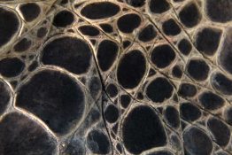 Green Turtle Fin Close-up - Pattern - Skin - Underwater - Indonesia
