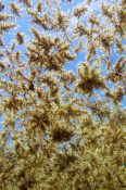 Sargassum - Seaweed - Surface - Sky - Underwater - Caribbean