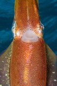 Squid Mouth - Skin Texture - Underwater - Caribbean