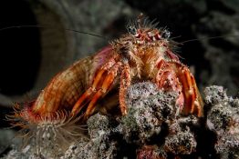Decorated Crab - Anemone - Underwater - Indonesia