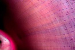 Giant Anemone - Pink - Texture - Pattern - Underwater - Indonesia