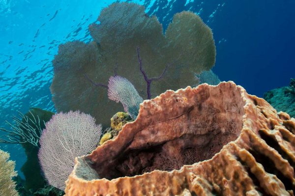 Barrel Sponge - Sea Fans - Underwater - Caribbean