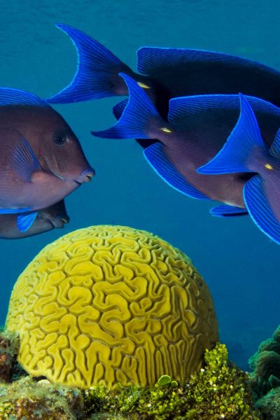 Fish Tails - Brain Coral - Blue Tang - Underwater - Caribbean