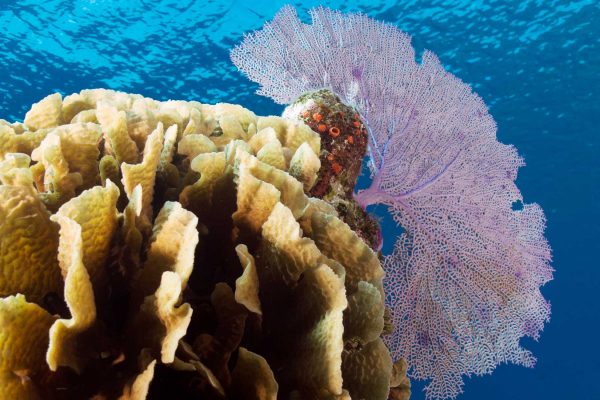 Sea Fan - Lettuce - Coral Reef - Underwater - Caribbean