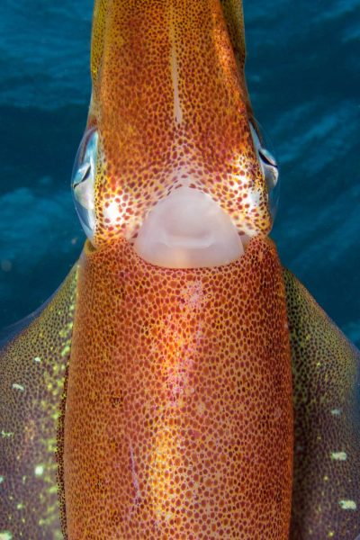 Squid Mouth - Skin Texture - Underwater - Caribbean