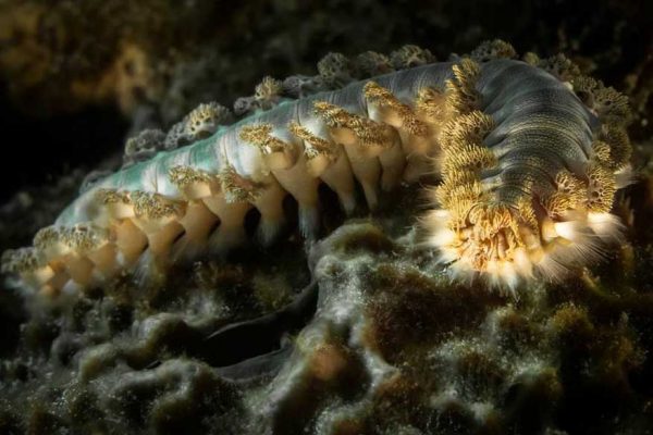 Fireworm - Sponge - Nematocysts - Underwater - Caribbean